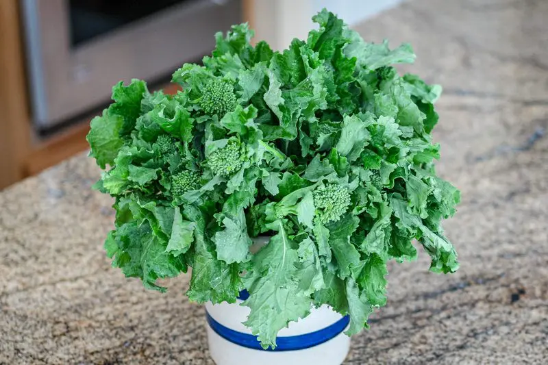 a bouquet of broccoli rabe