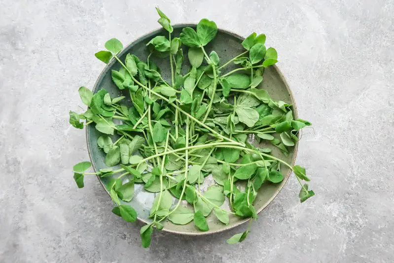 Pea shoots lining the serving bowl.