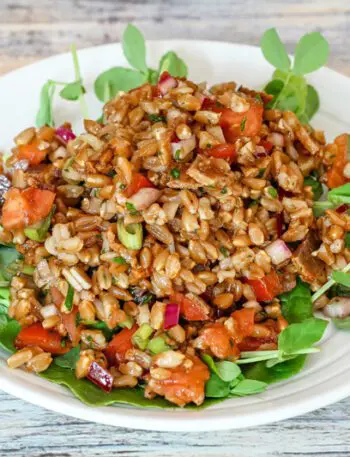 farro salad with tomatoes on a plate with pea shoots