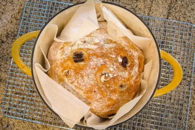 No-knead olive bread in the Dutch oven.