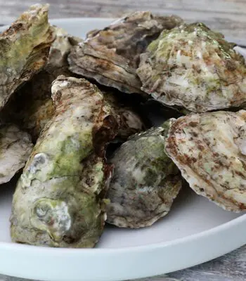 fresh oysters for oyster stew