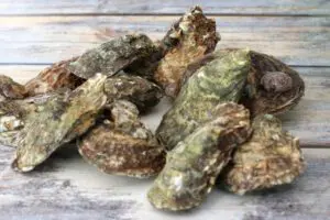 oysters for oyster stew