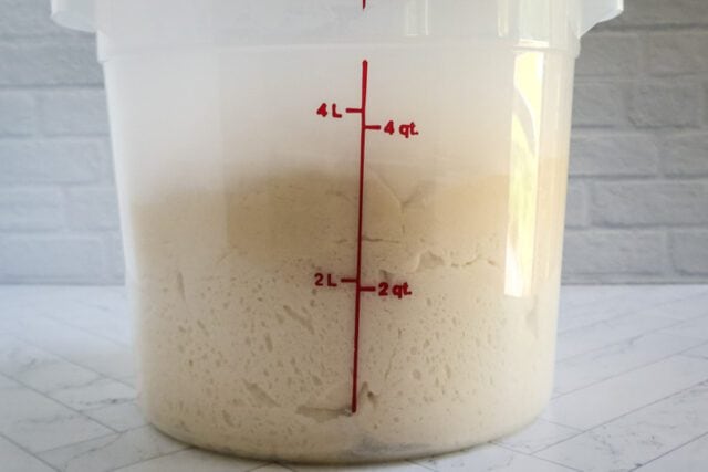 Dough rising in a Cambro container.