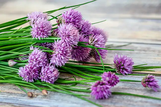 Chive blossoms for making chive blossom vinegar.