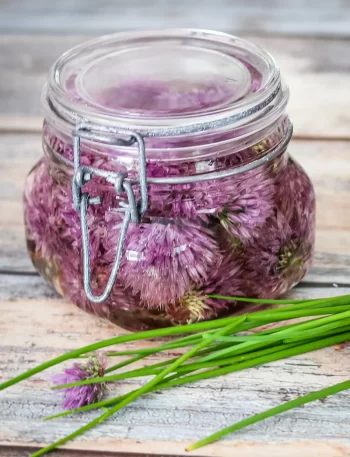 Fresh chive blossom vinegar in a canning jar.