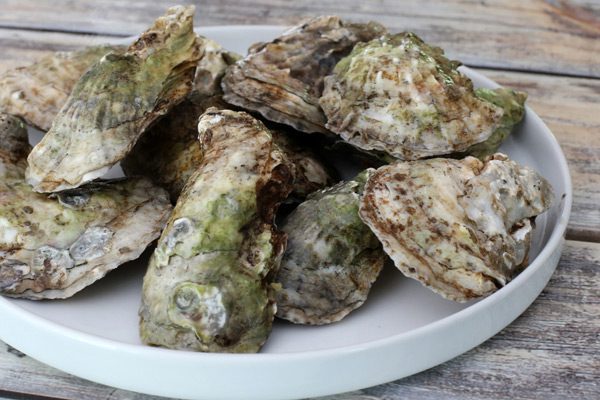 fresh oysters for oyster stew